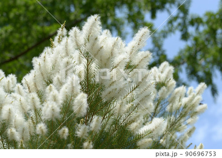 メラレウカ・アルテルニフォリア 90696753