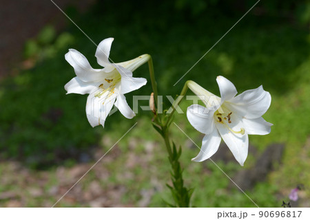 白いユリの花 白いユリの花 90696817