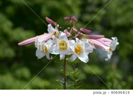 リーガルリリー 白いユリの花 リーガルリリー 白いユリの花 90696819