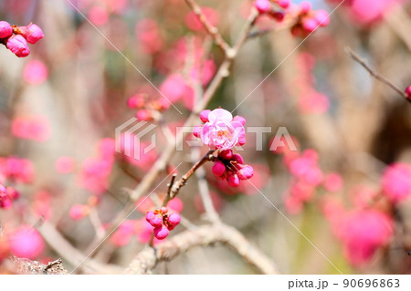 梅の花 梅の花 90696863
