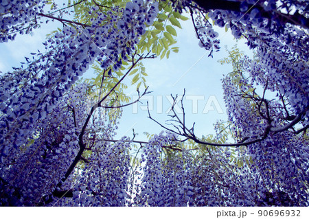 満開の藤の花から覗く青空 90696932