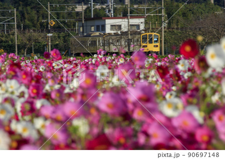 滋賀県近江八幡市野田町のコスモス畑を走る近江鉄道 90697148