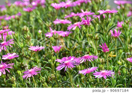 たくさん咲いたマツバギク 90697184