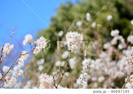 早咲き桜の花 90697195