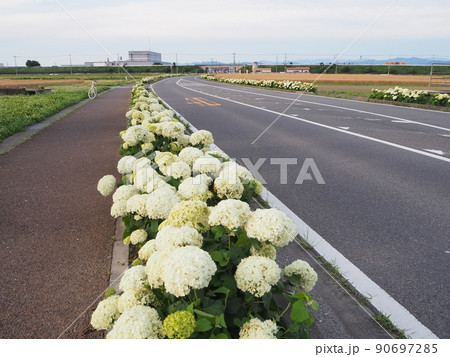 アナベル街道 アナベル街道 90697285
