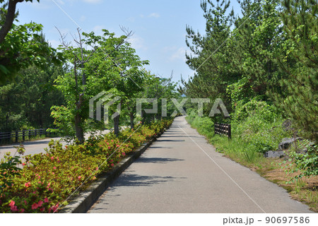 桜島の国道224号線溶岩道路の風景 90697586