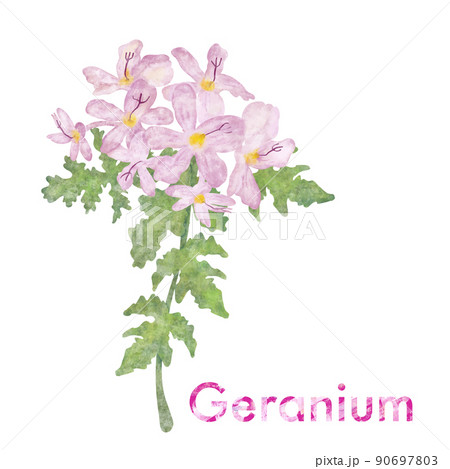 ゼラニウムのイラスト・水彩・芳香植物 90697803