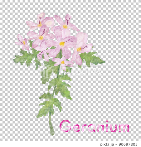 ゼラニウムのイラスト・水彩・芳香植物 90697803