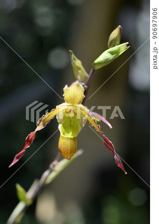 フラグミペディウム　ランの花 90697906