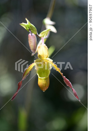 フラグミペディウム　ランの花 90697907