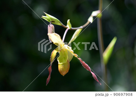 フラグミペディウム　ランの花 90697908
