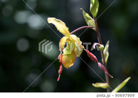 フラグミペディウム　ランの花 90697909