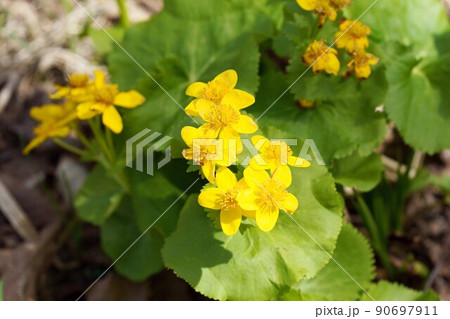 春の音連れ エゾノリュウキンカ 春の音連れ エゾノリュウキンカ 90697911