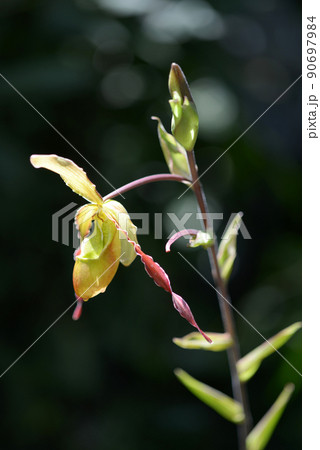 フラグミペディウム　ランの花 90697984