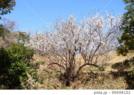 早咲き桜の花 90698102