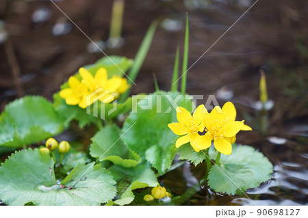 春の音連れ エゾノリュウキンカ 春の音連れ エゾノリュウキンカ 90698127