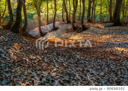 ブナ林の夜明け 90698392