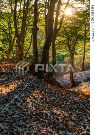 ブナ林の太陽 90698395