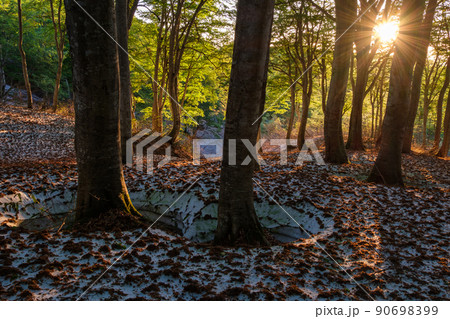 光る森 光る森 90698399