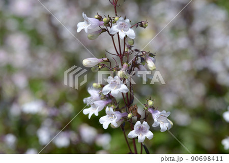 シロツリガネヤナギ 90698411