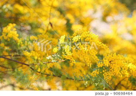 ミモザアカシアの花 90698464