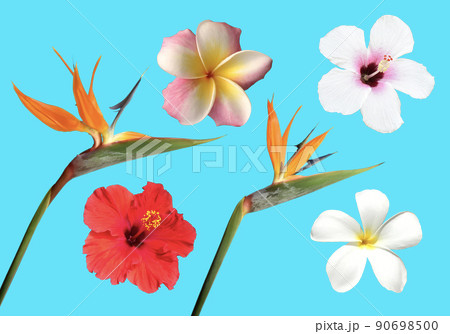 バードオブパラダイスやハイビスカス・プルメリア、トロピカルな夏の花イメージ素材 90698500