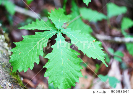 ミズナラの若葉 ミズナラの若葉 90698644
