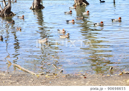 春の公園　水鳥の群れ 90698655