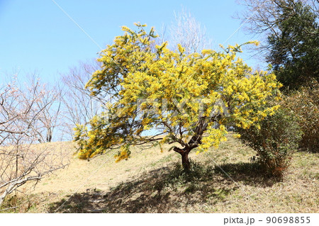 ミモザアカシアの花 ミモザアカシアの花 90698855