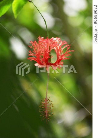 ウナズキヒメフヨウ 90699022