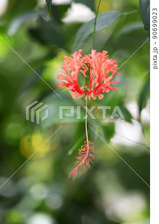 ウナズキヒメフヨウ 90699023