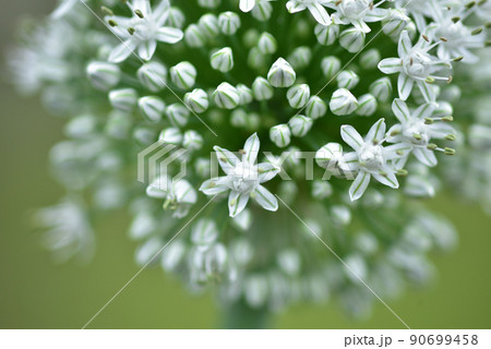 野菜の斑・紫玉ねぎ 90699458