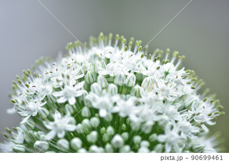 野菜の斑・紫玉ねぎ 90699461