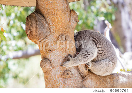 Close up shot of Sleepy koala lying on the tree Close up shot of Sleepy koala lying on the tree 90699762