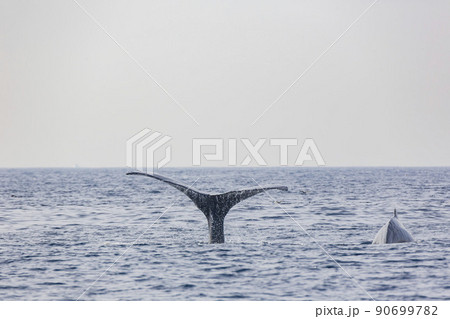 Close up shot of Humpback Whale tail 90699782