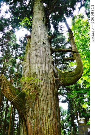 東京 御岳山 天狗の腰掛杉 東京 御岳山 天狗の腰掛杉 90699811