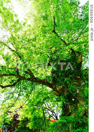 東京 御岳山 新緑の神代ケヤキ 東京 御岳山 新緑の神代ケヤキ 90699816