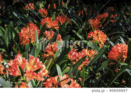 Close up shot of bush lily blossom 90699897