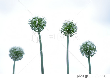 野菜の花・紫玉ねぎ 90699946