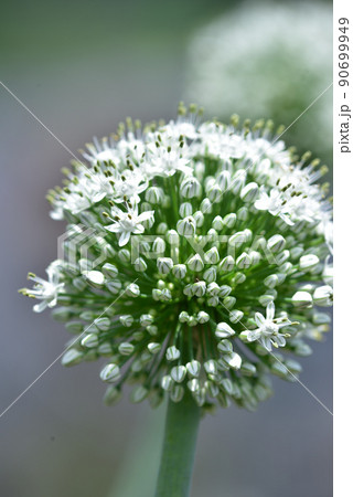 野菜の花・紫玉ねぎ 野菜の花・紫玉ねぎ 90699949
