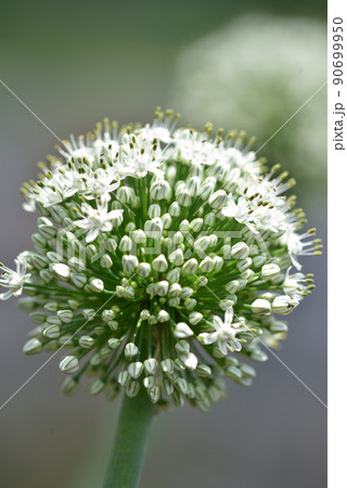 野菜の花・紫玉ねぎ 90699950