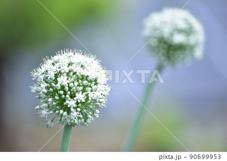 野菜の花・紫玉ねぎ 90699953