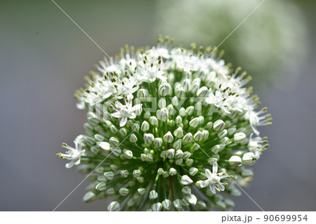 野菜の花・紫玉ねぎ 90699954