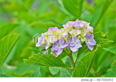 薄い青色のガクアジサイの花（春、六月） 90700093