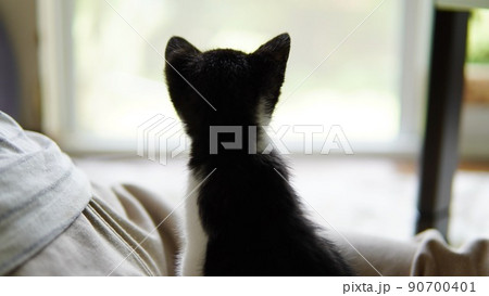 家族の帰りを待つ子猫 90700401