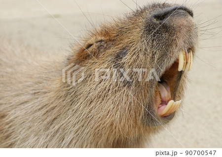 あくびをするカピバラ 90700547