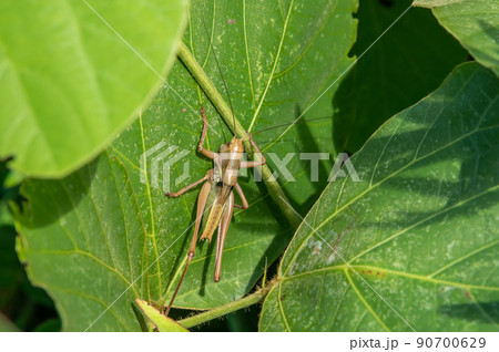キリギリス終齢幼虫 キリギリス終齢幼虫 90700629