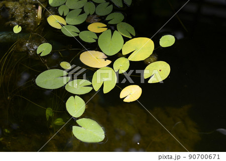 スイレンの葉　葉模様 90700671