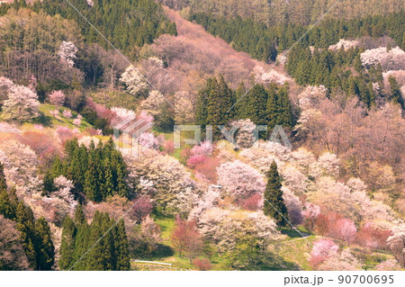 長野県上水内郡小川村高府　小川村郷土歴史館ふるさとらんど小川からの二反田の桜の景色 90700695