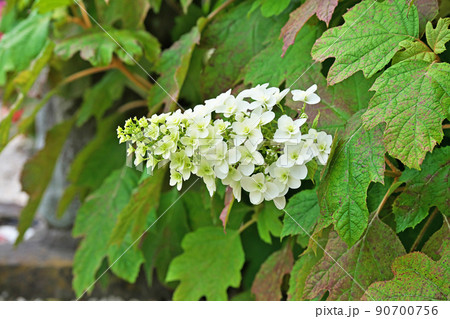 白いカシワバアジサイの花(夏、六月) 白いカシワバアジサイの花(夏、六月) 90700756
